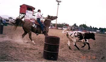 Rodeo Participant Steer Daubing